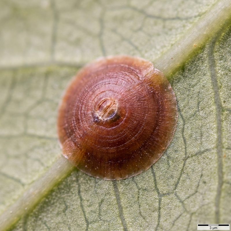 Rood insect op Californische schaal