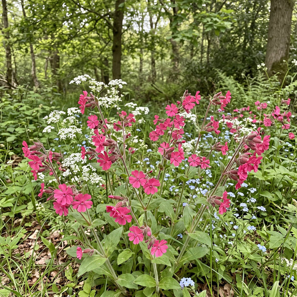 Rote Lichtnelke (Silene dioica) in Blüte im naturnahen Garten (KI-generiert)