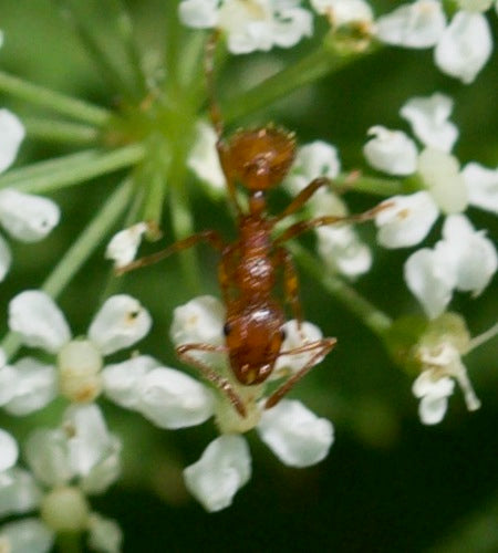 Rode gazonmier — Bild 1