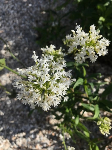 Rode spoorbloem — Bild 3