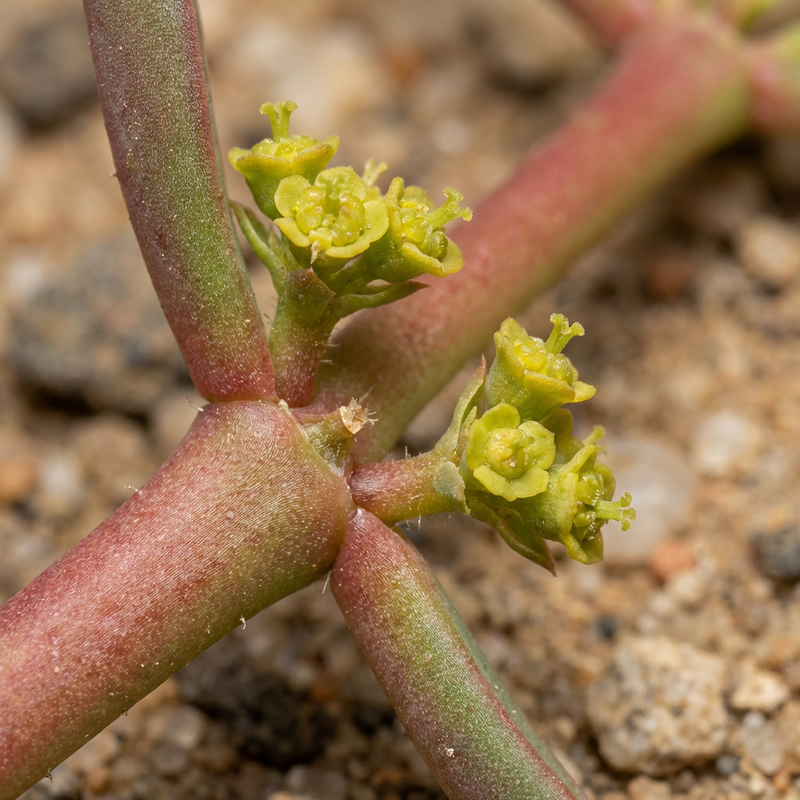 Rode Afrikaanse milkbush