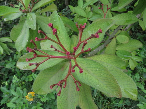 Rode Afrikaanse milkbush — Bild 4