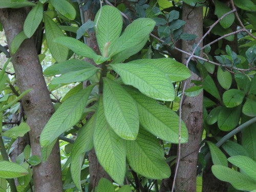 Rode Afrikaanse milkbush — Bild 3