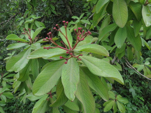 Rode Afrikaanse milkbush — Bild 2