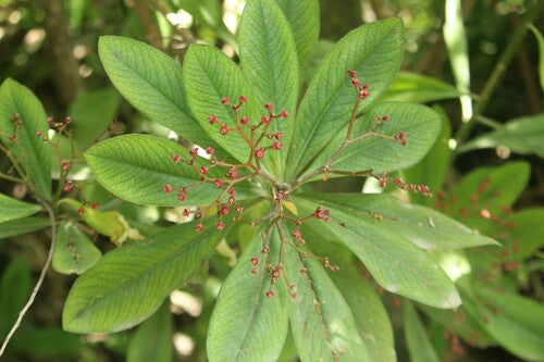 Rode Afrikaanse milkbush — Bild 5