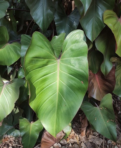 Rode boomvriend (cultivar 'Black Cardinal') — Bild 3