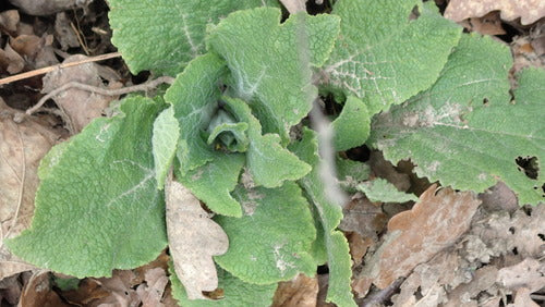 Rood vingerhoedskruid — Bild 5