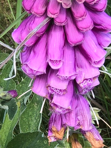 Rood vingerhoedskruid — Bild 2