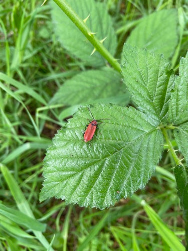 Roodharige bok — Bild 2