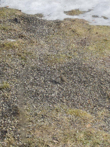 roodborstje — Bild 3