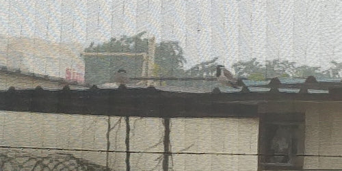Kievit met rode kuif — foto 5 van 8