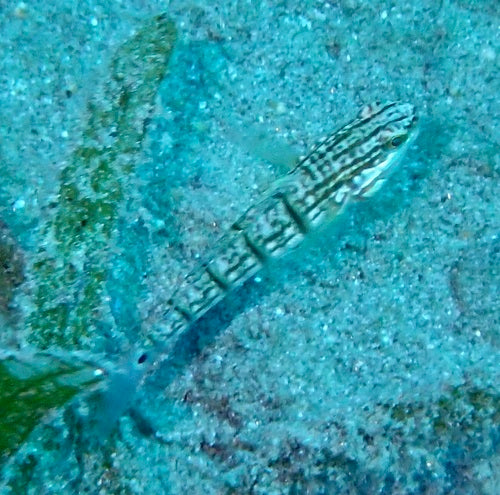 Grondel van de Rode Zee — Bild 3