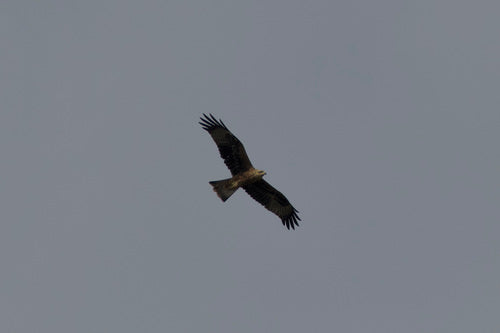 Rode vlieger — Bild 2