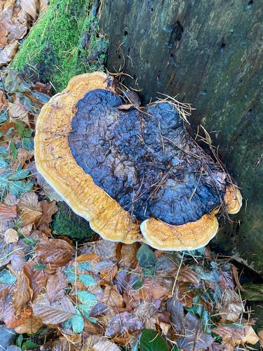 Boomspons met rode randen — Bild 4