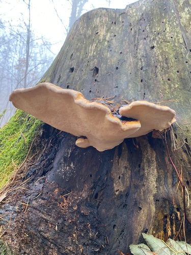 Boomspons met rode randen — Bild 3