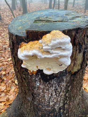 Boomspons met rode randen — Bild 2