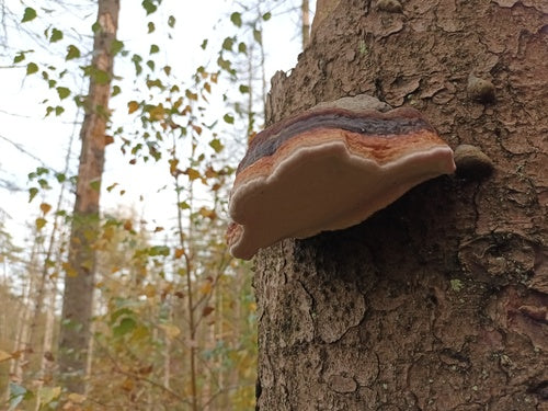 Boomspons met rode randen — Bild 5
