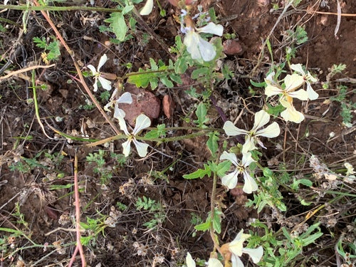 Rucola — Bild 4