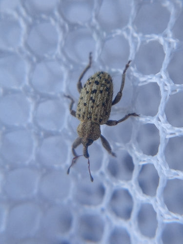 Weevil — Bild 3