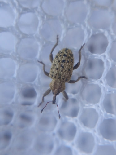 Weevil — Bild 4