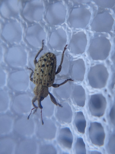 Weevil — Bild 5