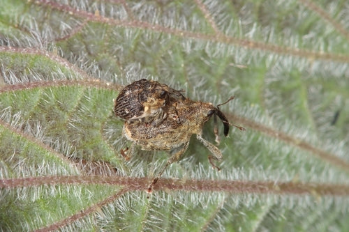 Weevil — Bild 5