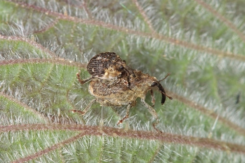 Weevil — Bild 4