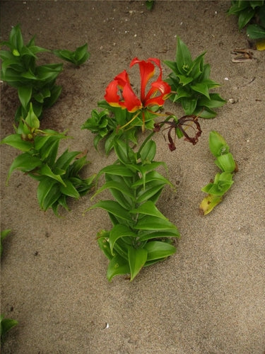 Kroon van glorie — Bild 3