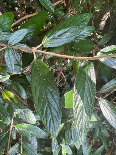 Gerimpelde viburnum — Bild 4