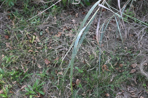 Wisselgras — Bild 1