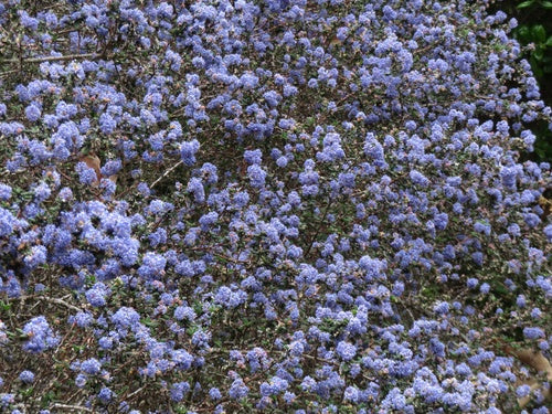 Saeckelblume — foto 1 van 2