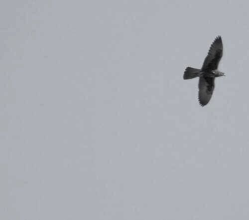 Saker Valk — foto 5 van 8