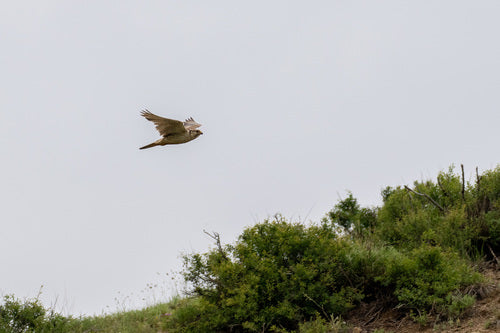 Saker Valk — foto 3 van 8