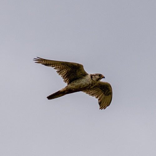 Saker Valk — foto 4 van 8