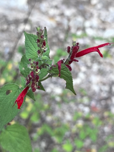 verstandig — Bild 2