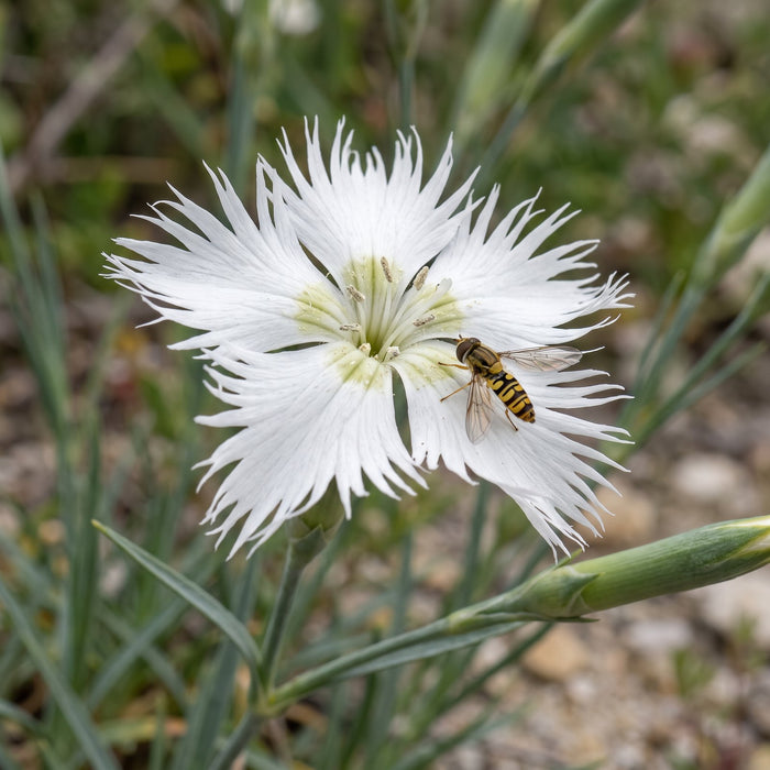 Blüte von Sand-Nelke (Dianthus arenarius) in Nahaufnahme (KI-generiert)
