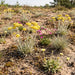 Sand-Strohblume (Helichrysum arenarium) in Blüte im naturnahen Garten (KI-generiert)