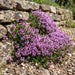 Sand-Thymian (Thymus serpyllum) in Blüte im naturnahen Garten (KI-generiert)