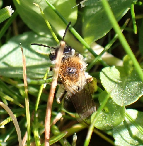 zand bij — Bild 5