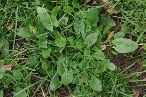 zuring — Bild 4