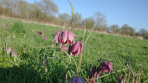 dambord bloem — Bild 4