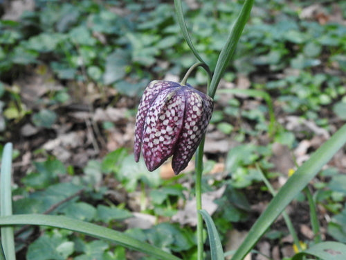 dambord bloem — Bild 3