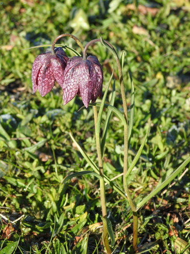 dambord bloem — Bild 2