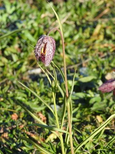 dambord bloem — Bild 1