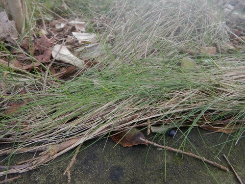Schapenzwenkgras — Bild 3