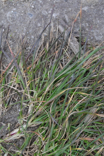 Schapenzwenkgras — Bild 5