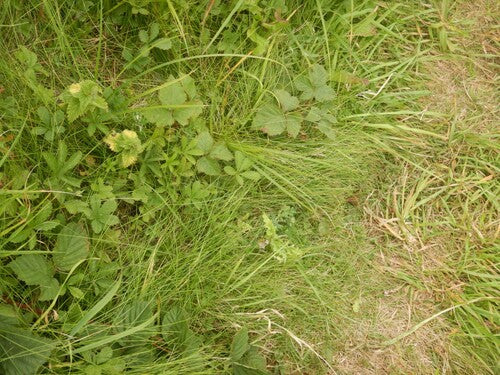 Schapenzwenkgras — foto 2 van 9