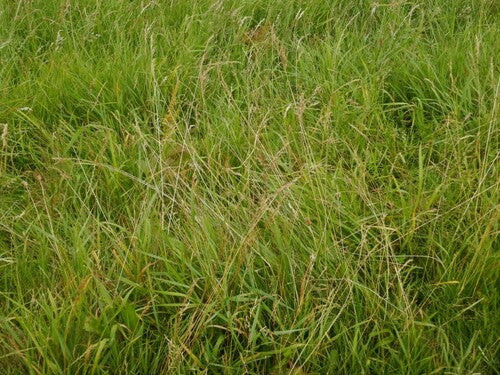Schapenzwenkgras — Bild 2