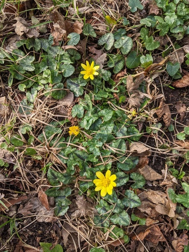 Kleinere kool — Bild 3