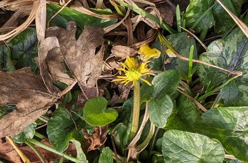 Kleinere kool — Bild 2